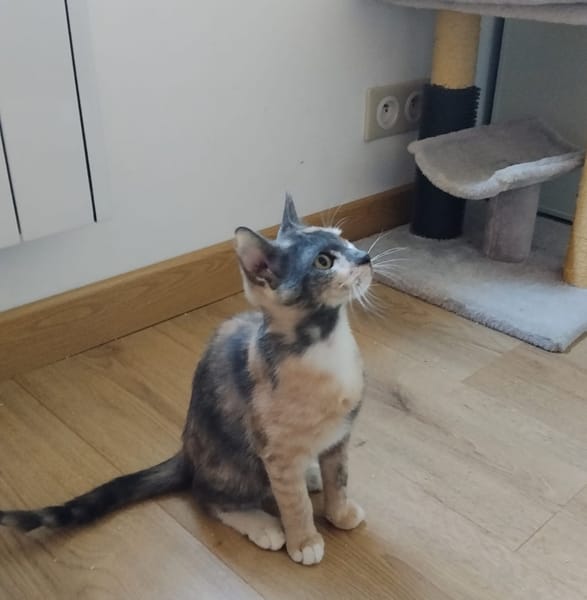 BABETH Chaton femelle type européen