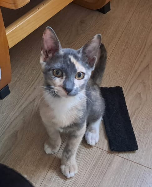 BABETH Chaton femelle type européen