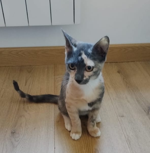 BABETH Chaton femelle type européen