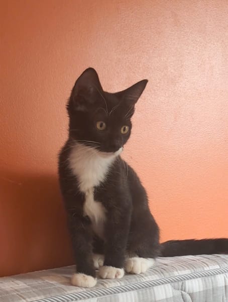 BAGHERRA, chaton femelle type européen