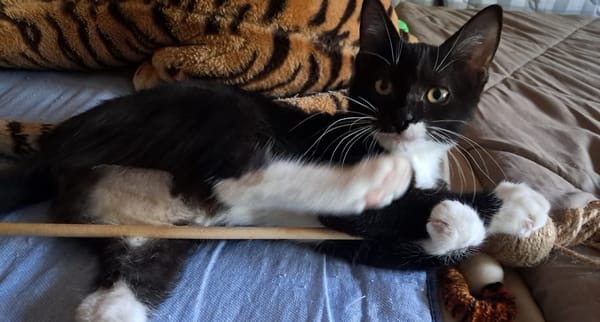 BAGHERRA, chaton femelle type européen