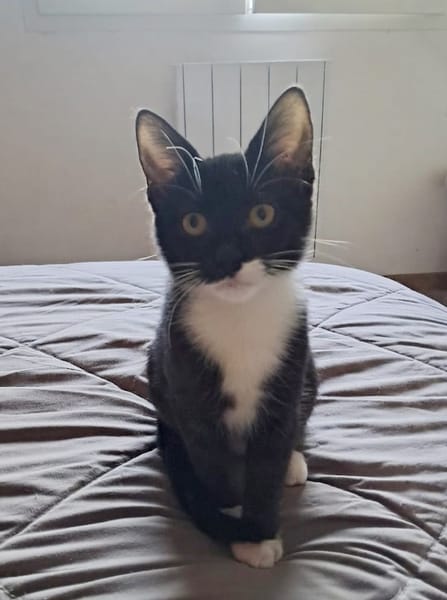 BAGHERRA, chaton femelle type européen