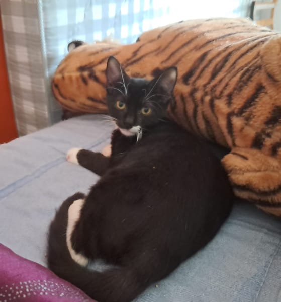 BAGHERRA, chaton femelle type européen