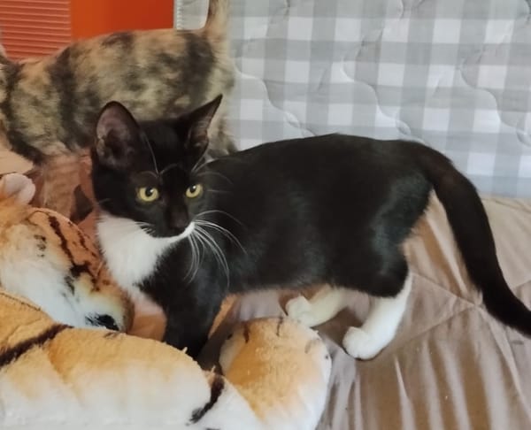 BAGHERRA, chaton femelle type européen