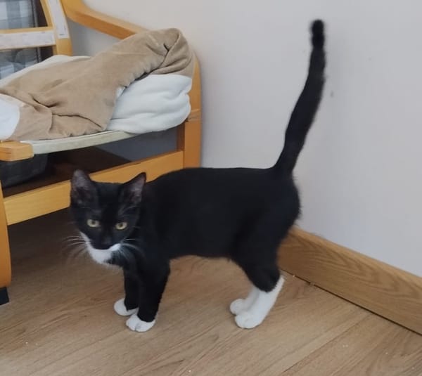 BAGHERRA, chaton femelle type européen