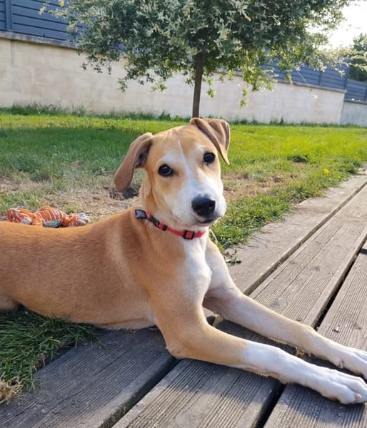 CARAMELA, Chiot Berger Créole