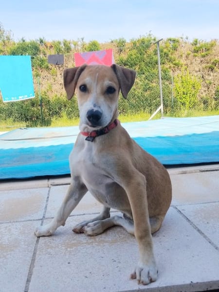 CARAMELA, Chiot Berger Créole