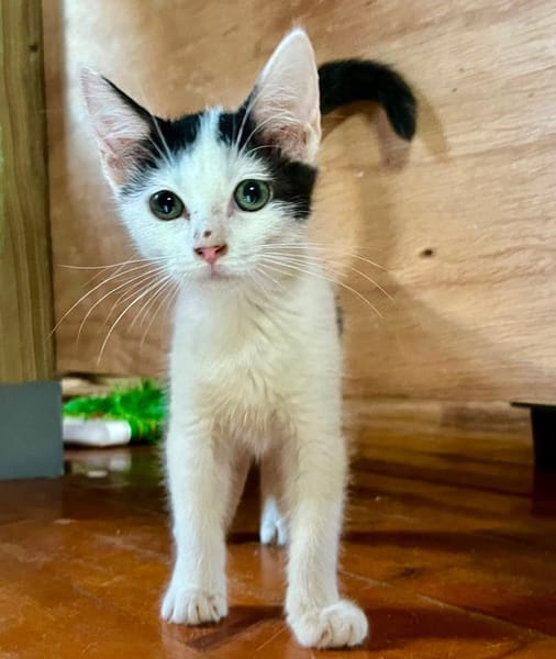 ERENE, chaton femelle type européen