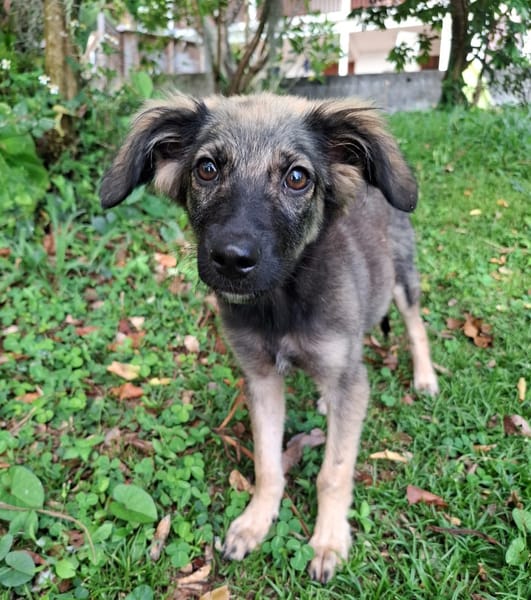 MAHE, chiot mâle Berger Créole