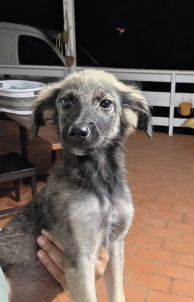 MAHE, chiot mâle Berger Créole