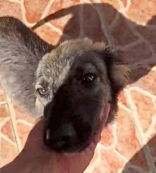 MAHE, chiot mâle Berger Créole