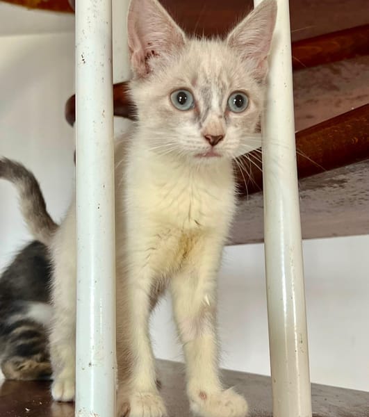 MARIE, chaton femelle type européen