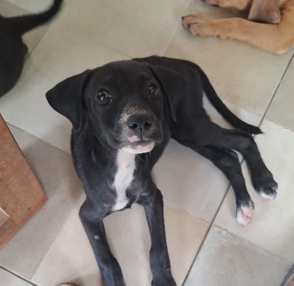 NÉVÉ, chiot femelle croisée braque