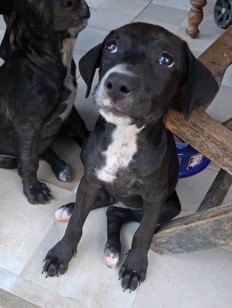 NÉVÉ, chiot femelle croisée braque