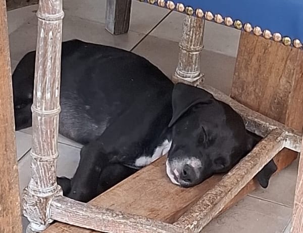 NÉVÉ, chiot femelle croisée braque