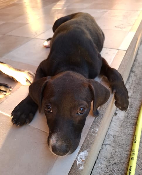 NÉVÉ, chiot femelle croisée braque