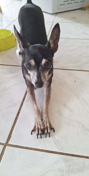 Ziggy, petit chien parfait