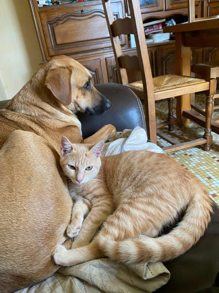Guelia, joli coeur à prendre