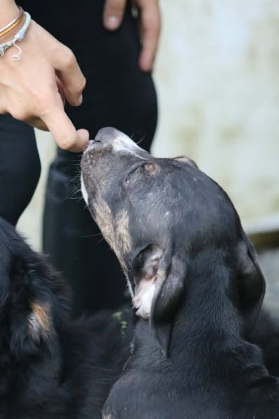 Darwin, bébé câlin