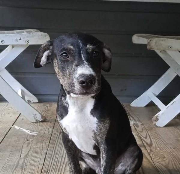 Darwin, bébé câlin