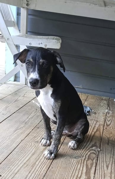 Darwin, bébé câlin