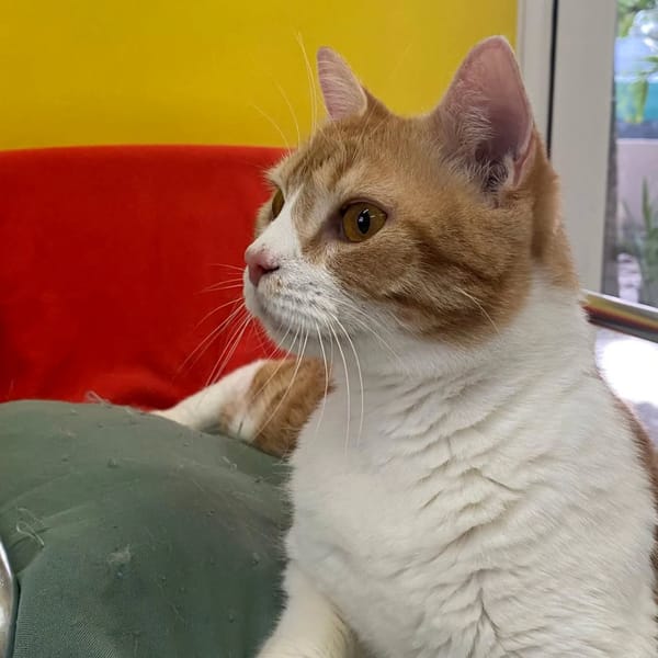 ✨️ MACHU ✨️ 🐱