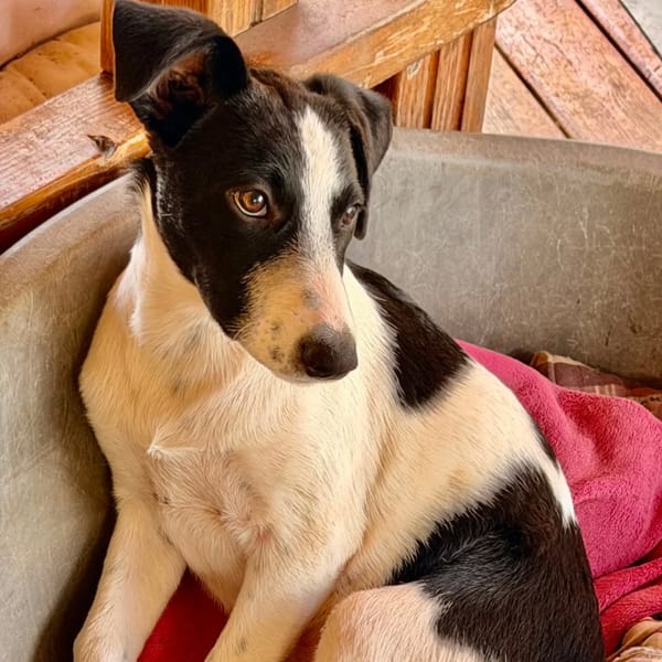 ✨️ TANIN ✨️ 🐶