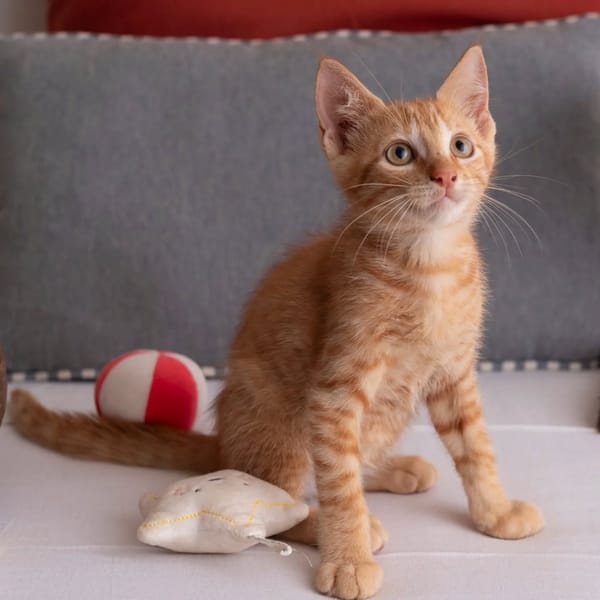 ✨️ NIRO ✨️ 🐱