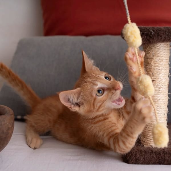 ✨️ NIRO ✨️ 🐱