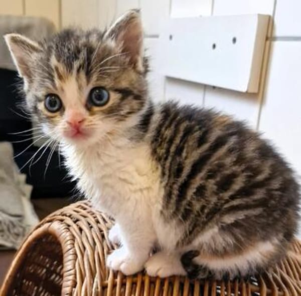 Katzenkind PIPPI