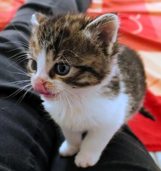 Katzenkind PIPPI