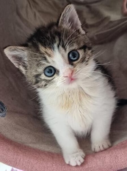 Katzenkind PIPPI