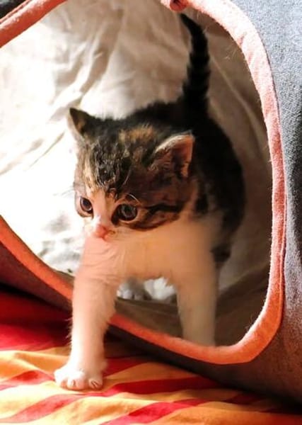 Katzenkind PIPPI
