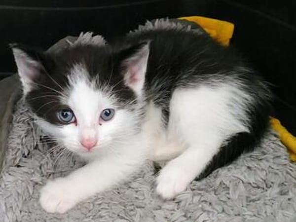 Katzenkind KARL