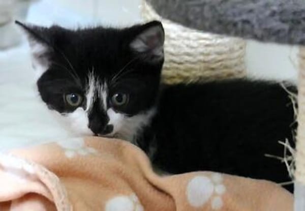 Katzenkind Pocahontas