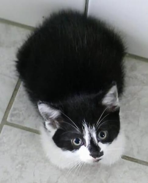 Katzenkind Pocahontas