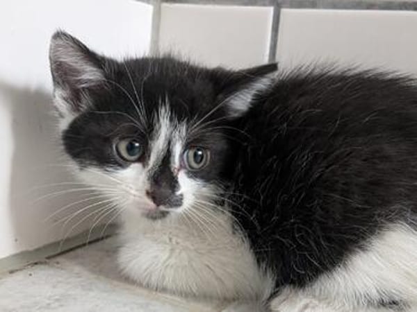 Katzenkind Pocahontas