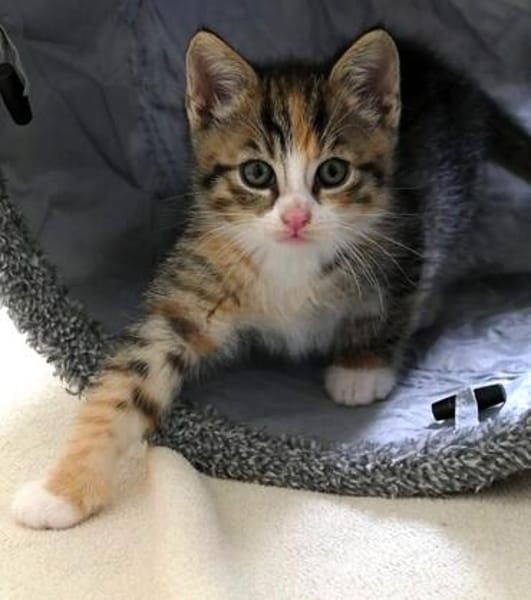 Katzenkind KAJA