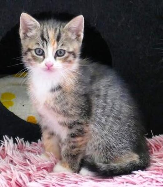 Katzenkind KAJA