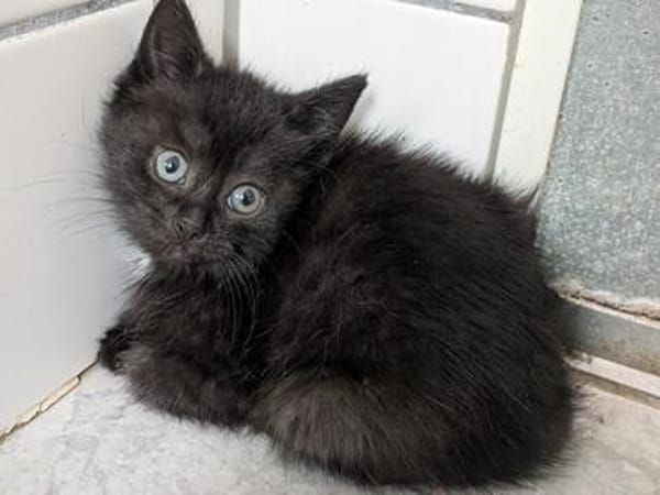Katzenkind ALICE