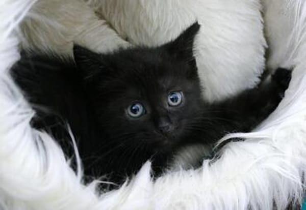 Katzenkind ALICE