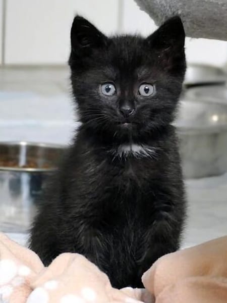 Katzenkind ALICE