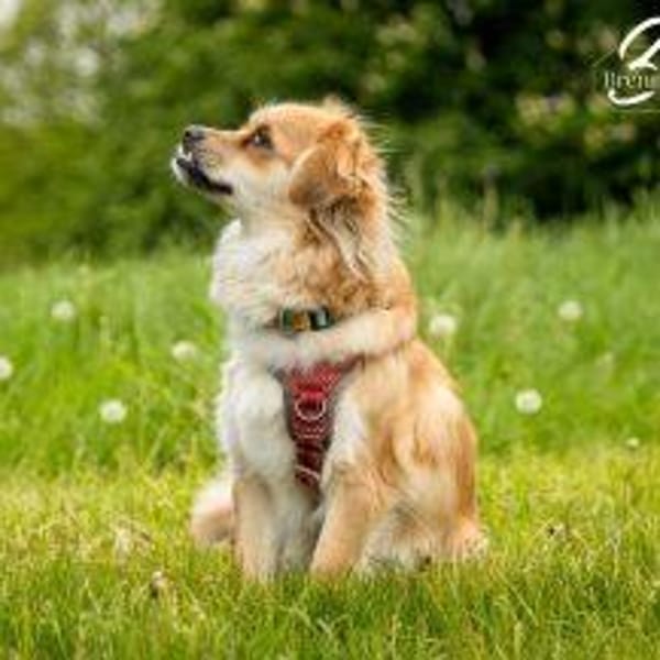 Lexie, kleines Flauscheöhrchen 🐾