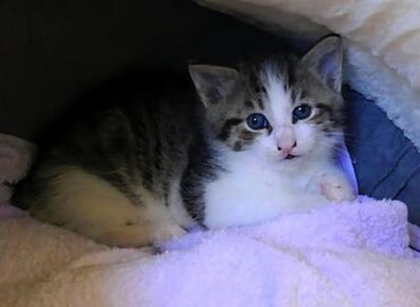 Katzenkind KNERTEN