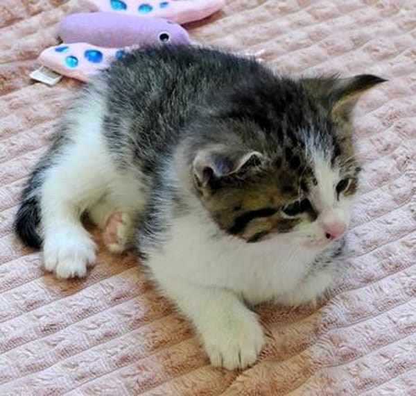Katzenkind KNERTEN
