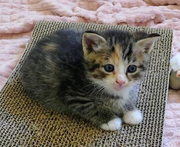 Katzenkind KETE