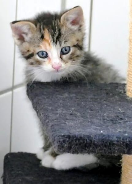 Katzenkind KETE