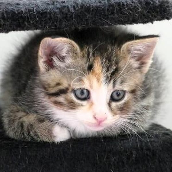 Katzenkind KETE
