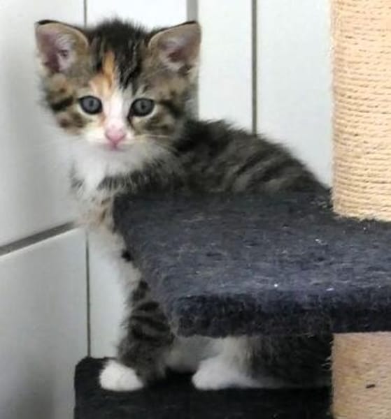 Katzenkind KETE