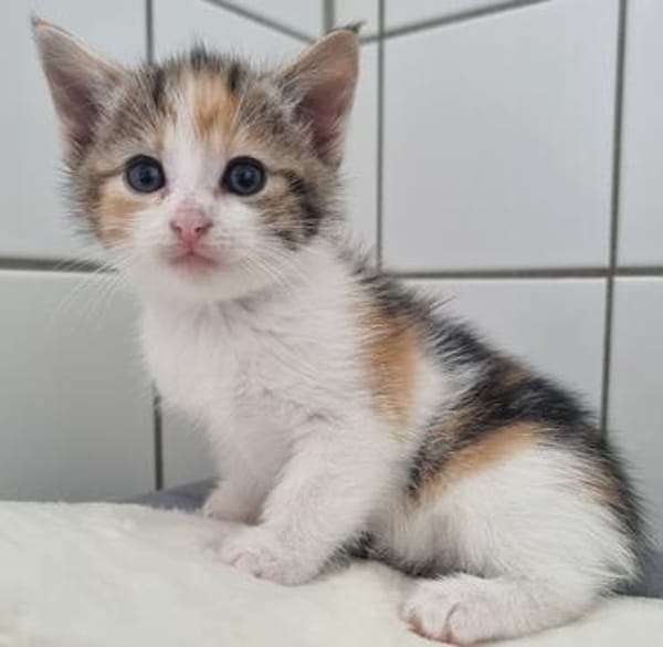 Katzenkind KELLY